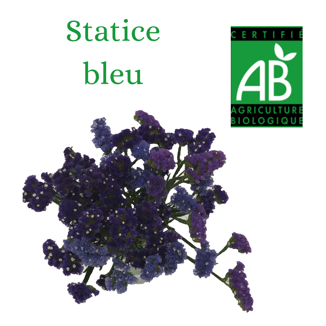STATICE BLEU PRODUCTION BIO